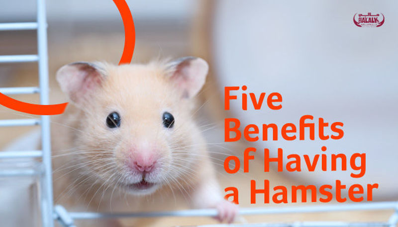 Five Benefits of Having a Hamster as a Pet